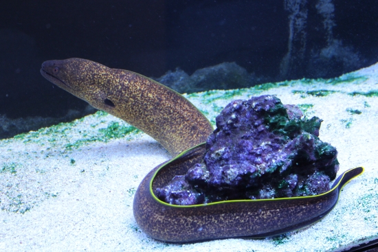  Gymnothorax flavimarginatus (Yellowmargin Moray, Yellow-edged Moray)